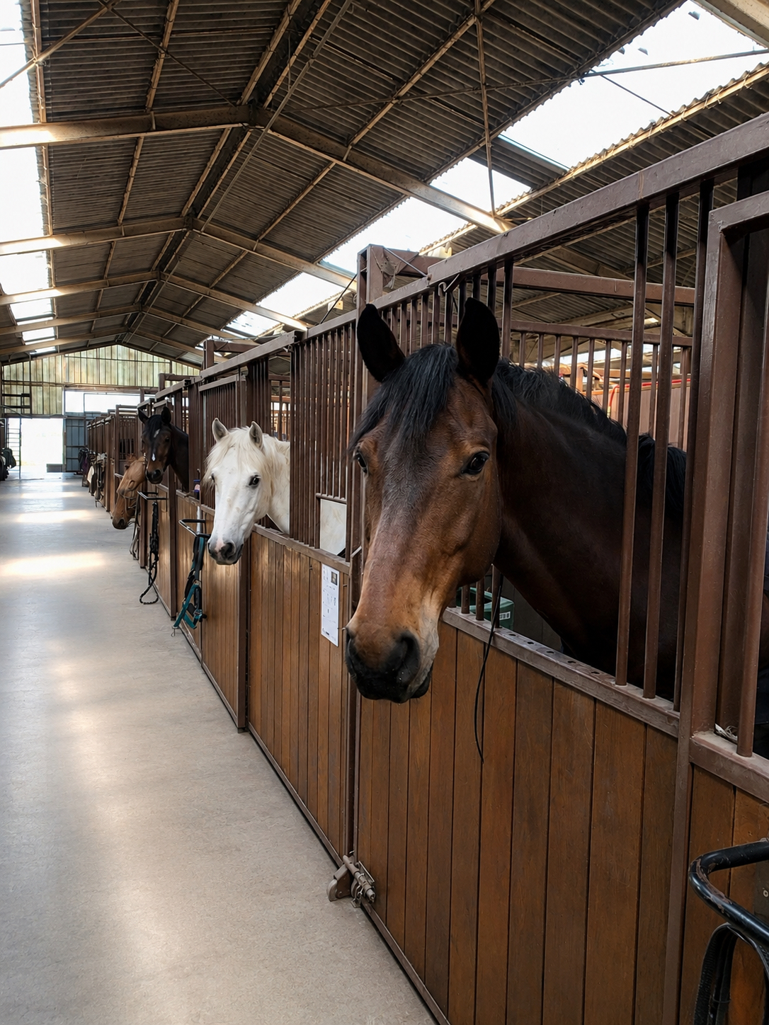 Installation du Domaine Equestre du Chateau d'Hem